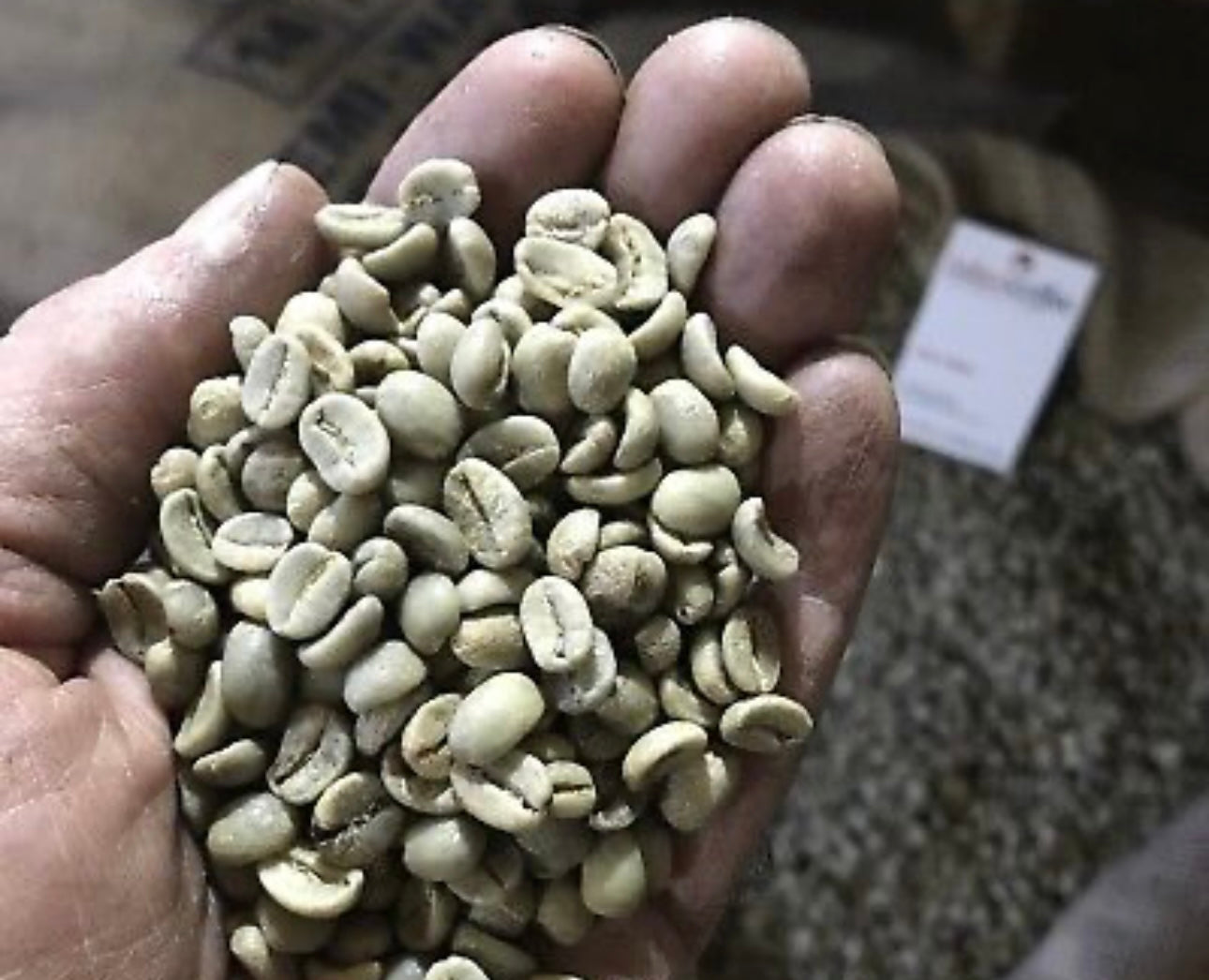 Ethiopian Sidamo Green coffee beans unroasted for home/business roasting 1kg